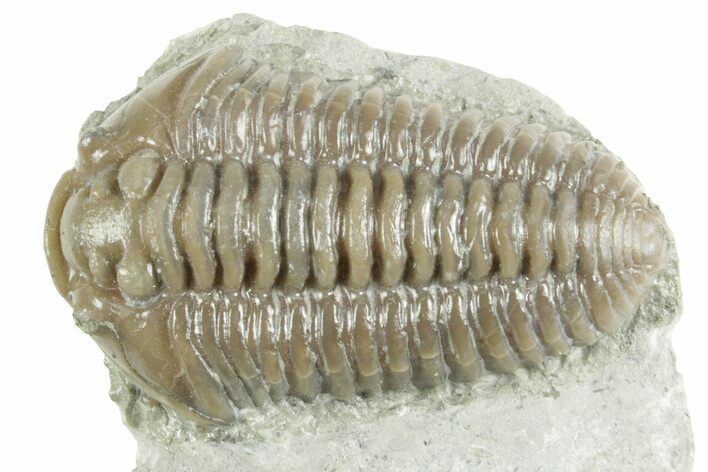 Prone Flexicalymene Trilobite - Mt Orab, Ohio #380331